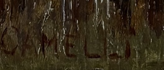 Illemo CamelliParticolare 1